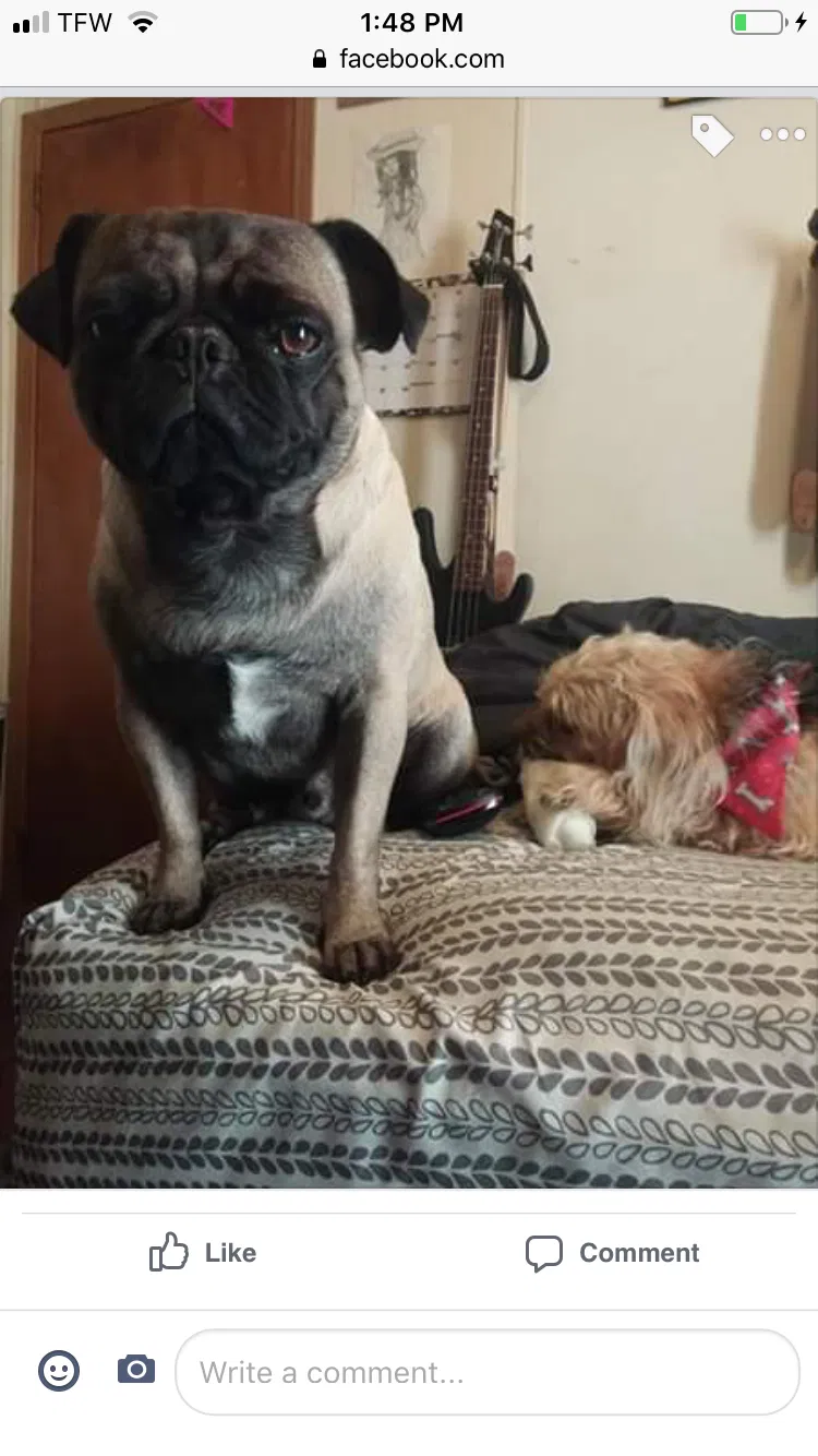 Lost dog in Washington, WV, 26181