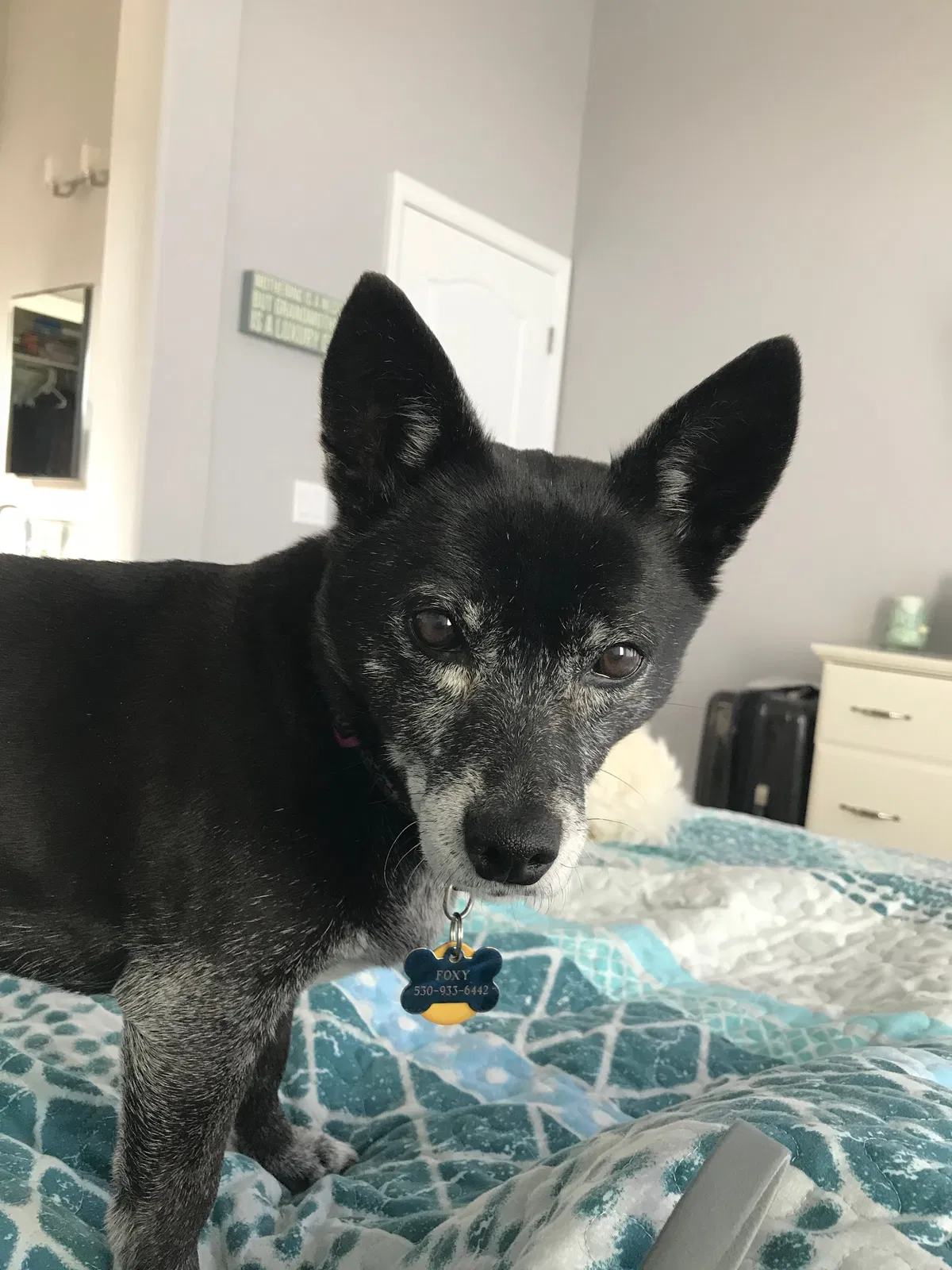 Lost dog in Littleton, CO, 80125