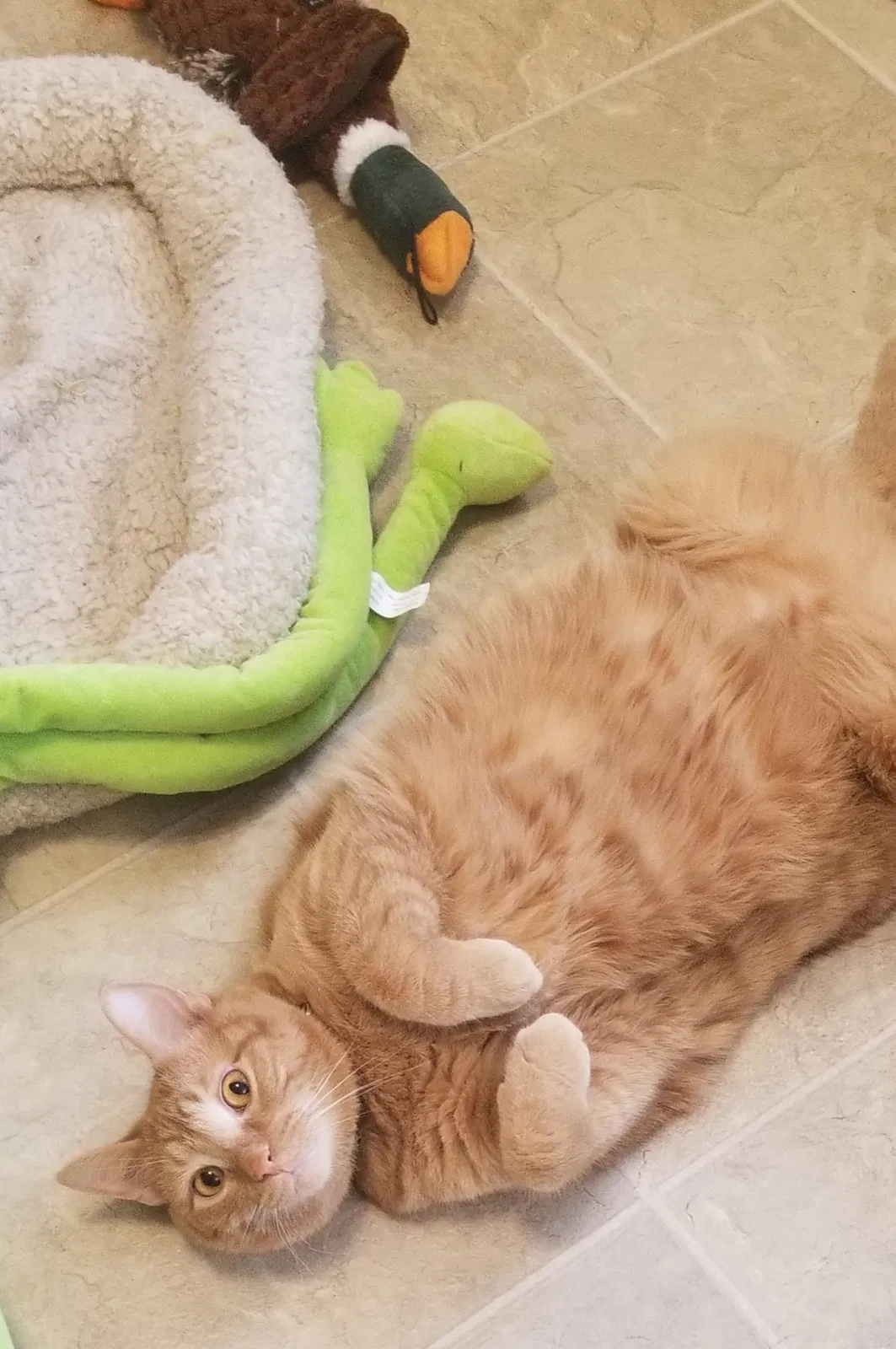 Lost cat in Sun Prairie, WI, 53590