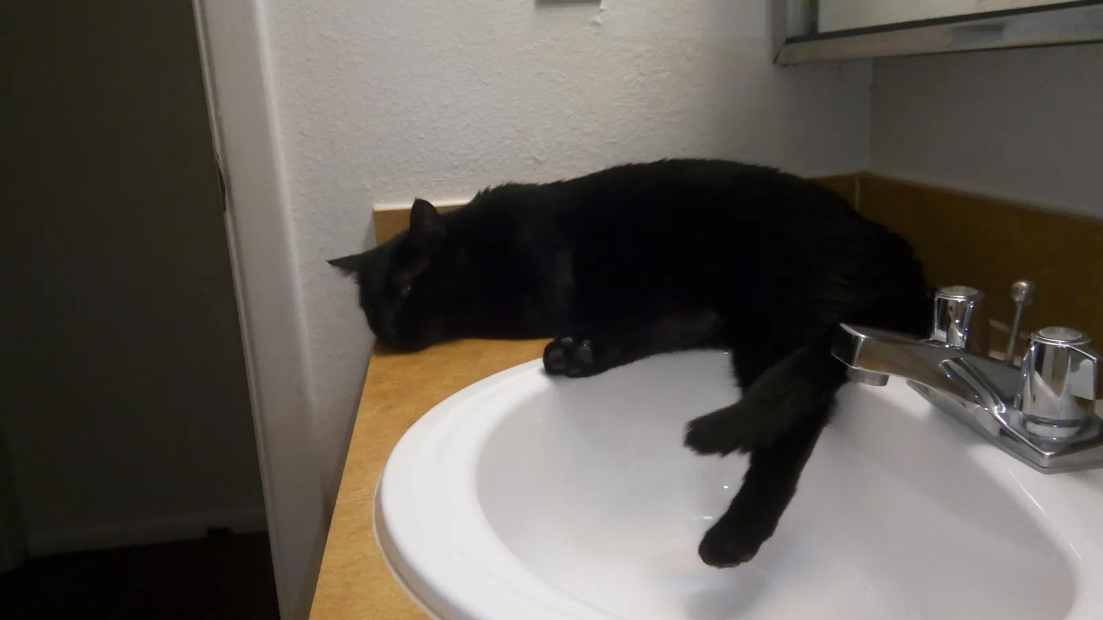 Lost cat in Cheyenne, WY, 82001