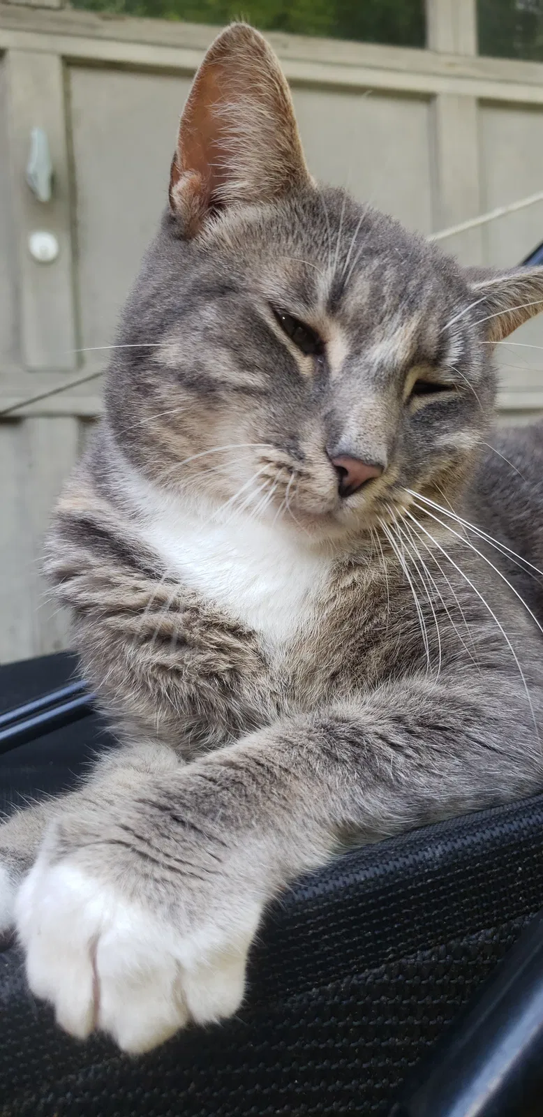 Lost cat in Lawrenceville, GA, 30044