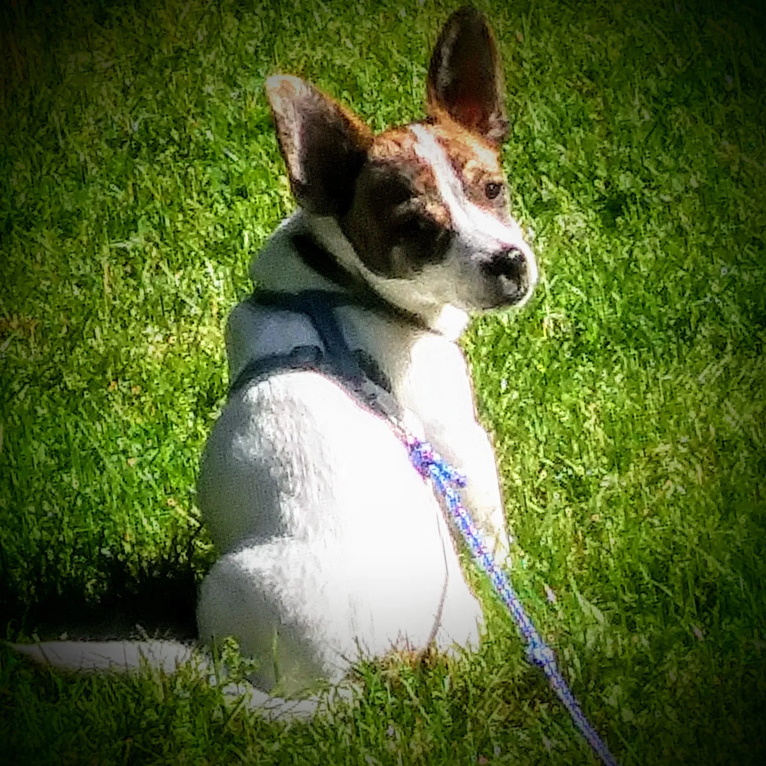 Lost dog in Bixby, MO, 65439