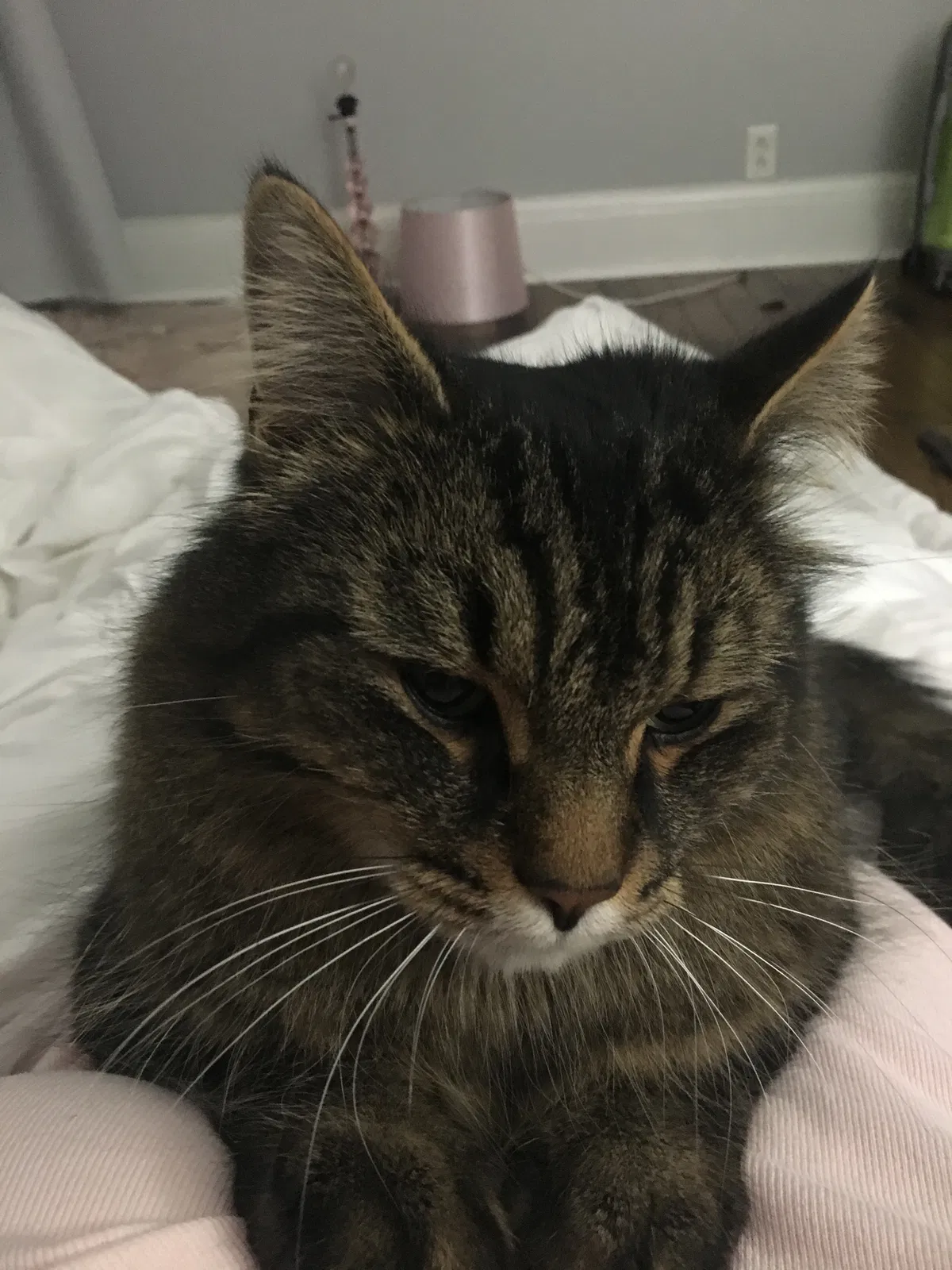 Lost cat in Unknown, NY, 0