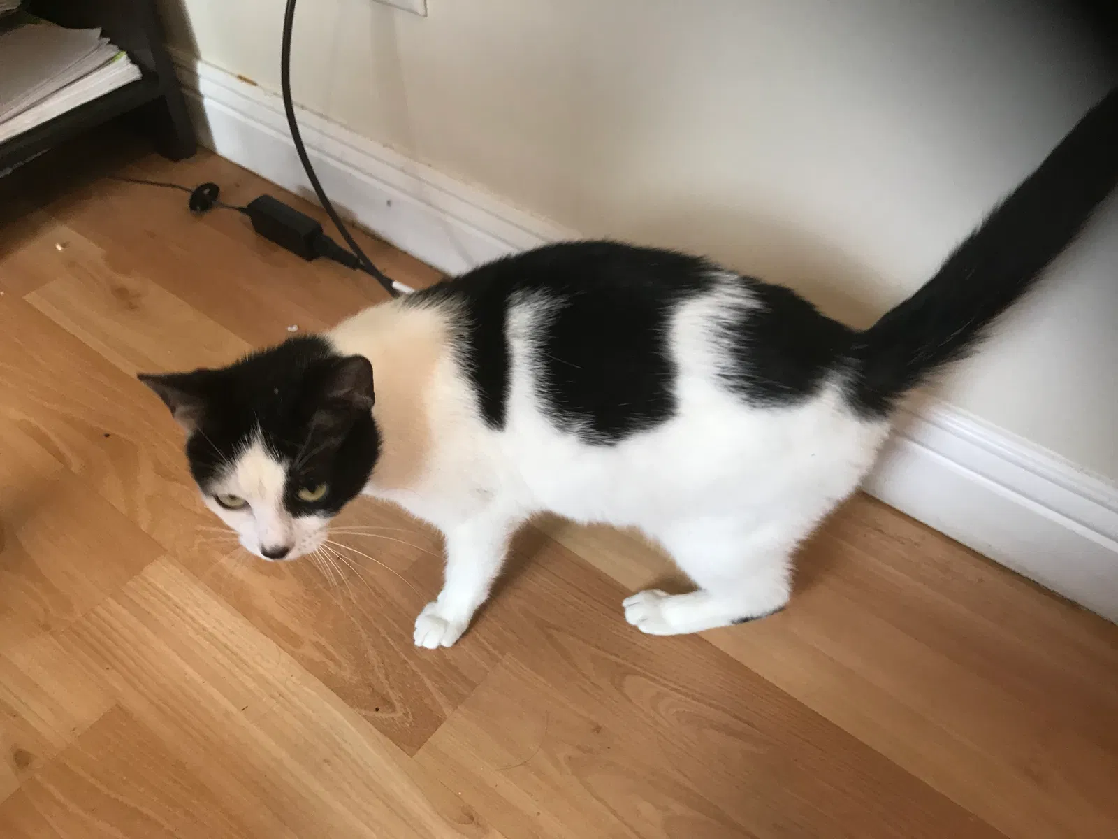 Lost cat in Daly City, CA, 94014