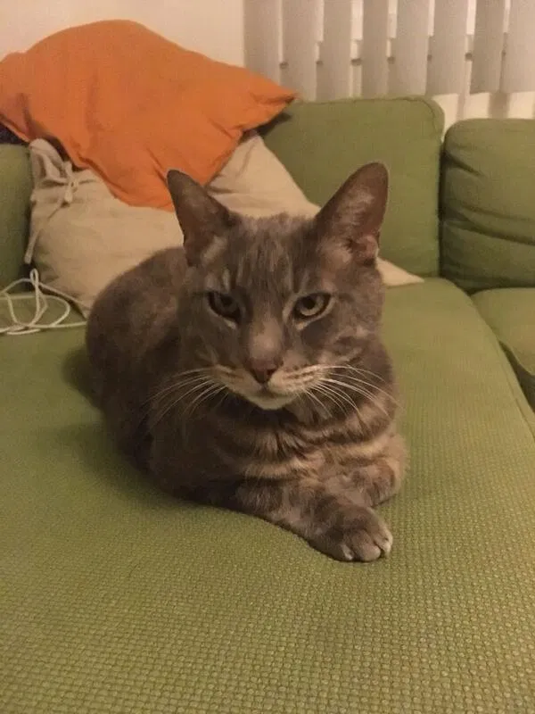 Lost cat in Whittier, CA, 90601