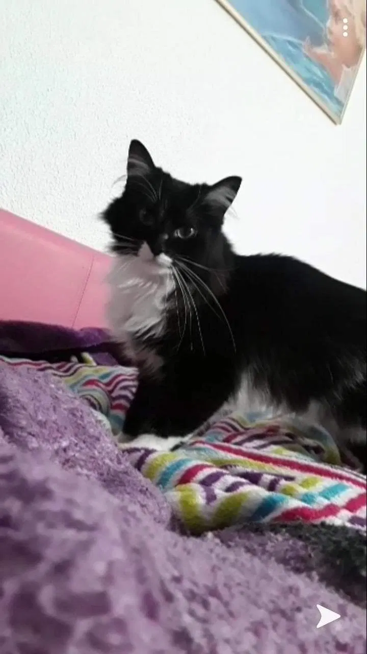 Lost cat in Ault, CO, 80610