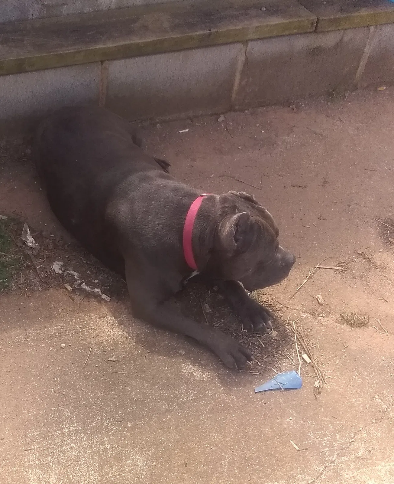 Lost dog in Lineville, AL, 36266