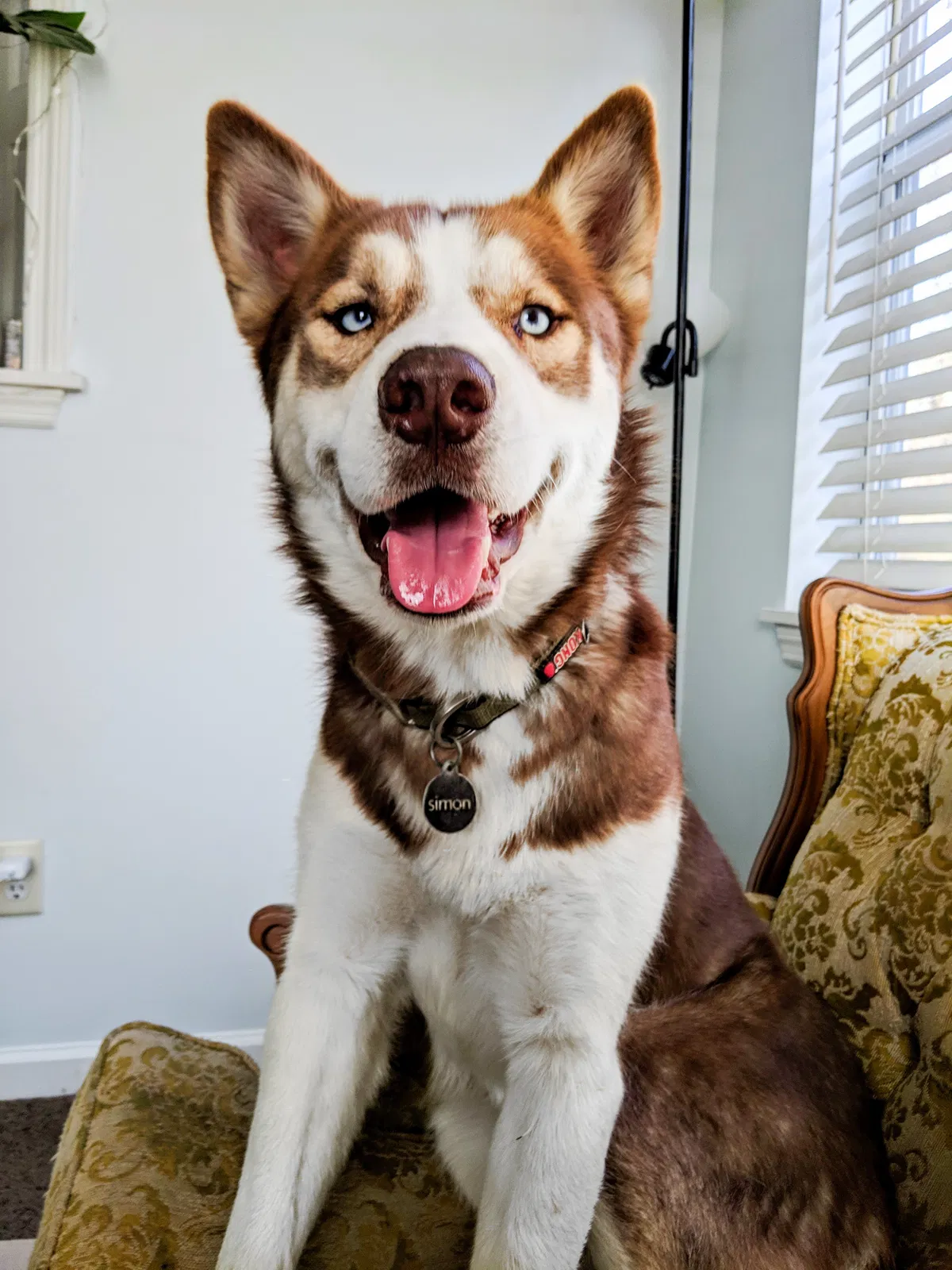 Lost dog in Chattanooga, TN, 37405