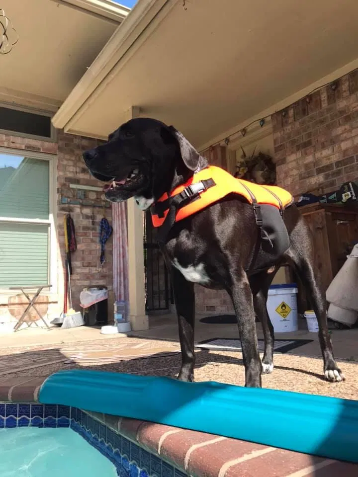 Lost dog in Pasadena, TX, 77505