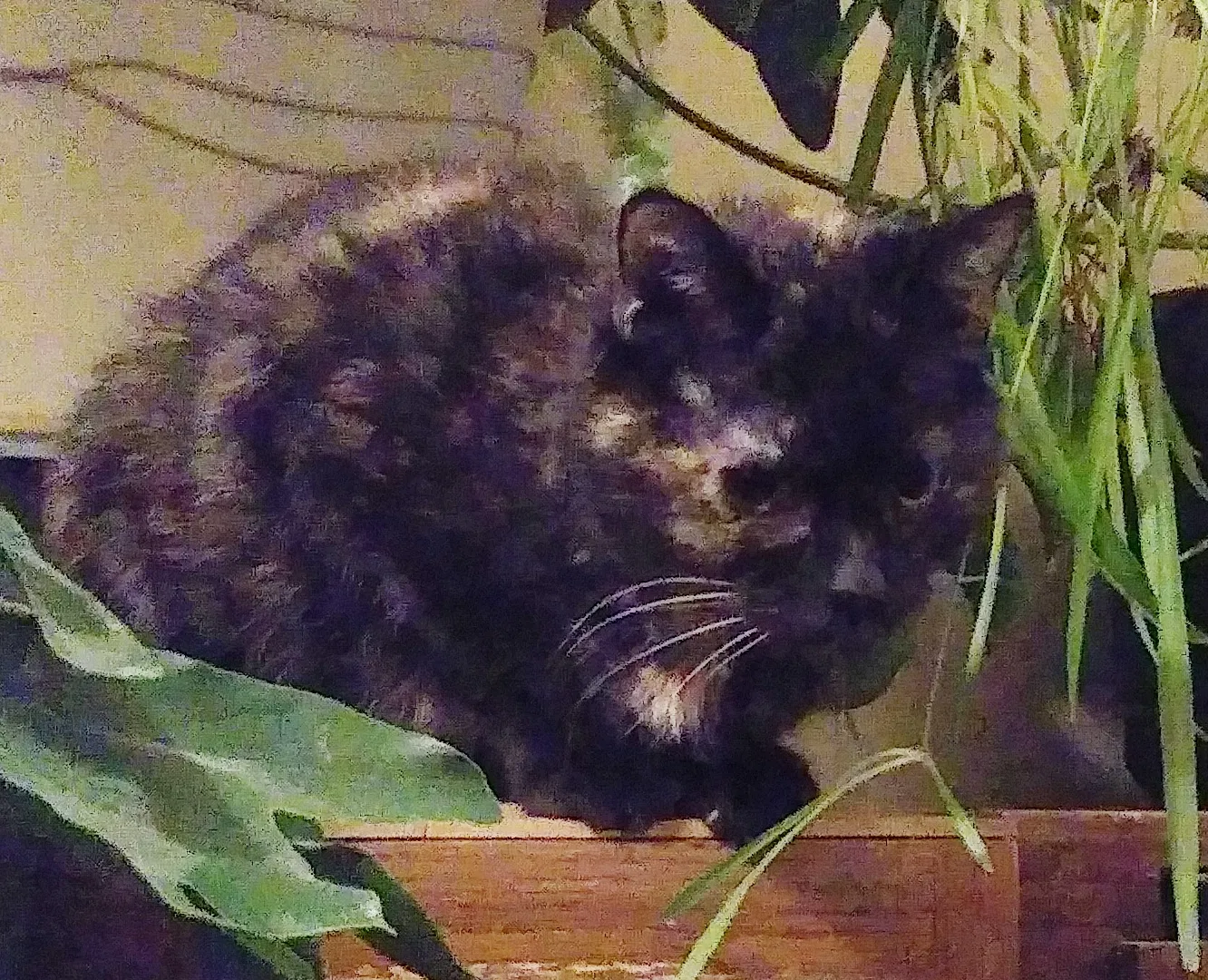 Lost cat in Salt Lake City, UT, 84116