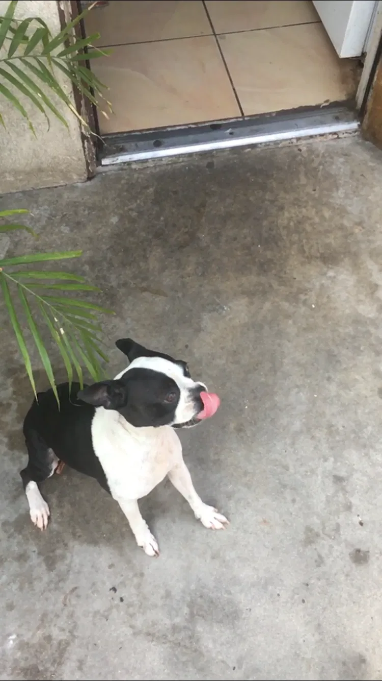 Lost dog in Buena Park, CA, 90621