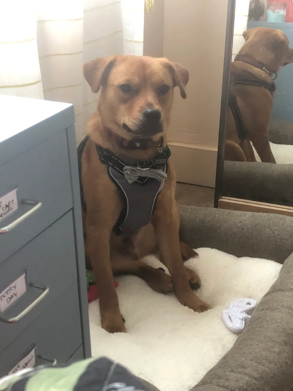 Lost dog in Savannah, GA, 31401