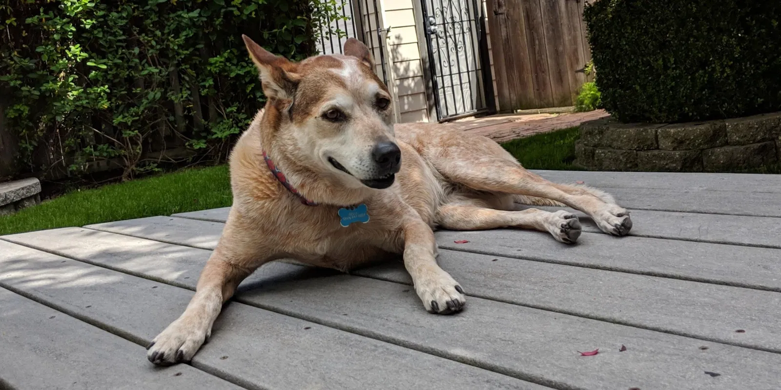 Lost dog in Jacksonville, NC, 28540