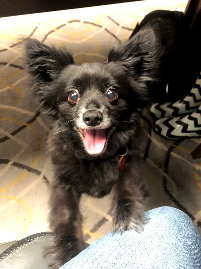 Lost dog in New Braunfels, TX, 78130