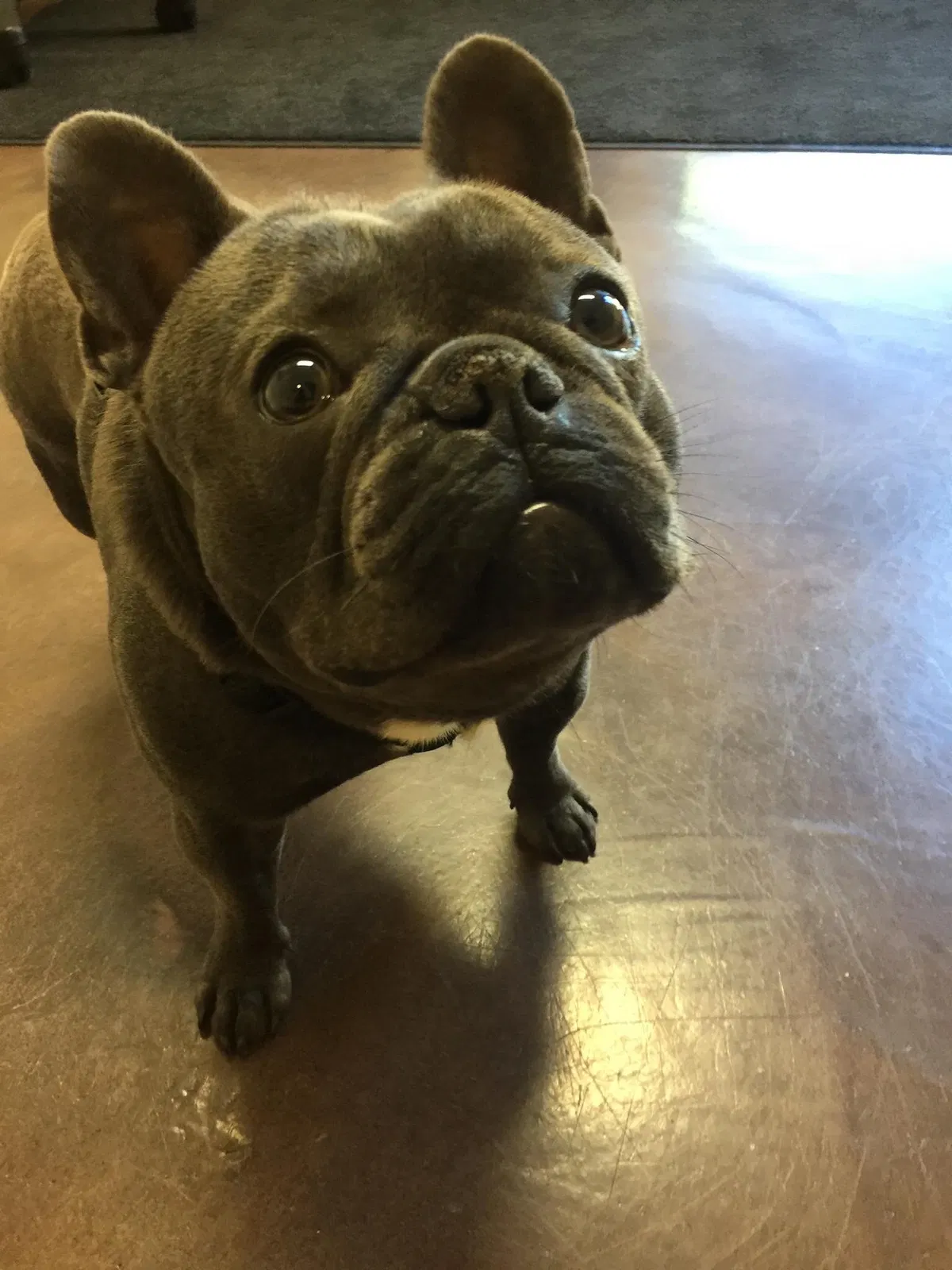 Lost dog in Seattle, WA, 98133