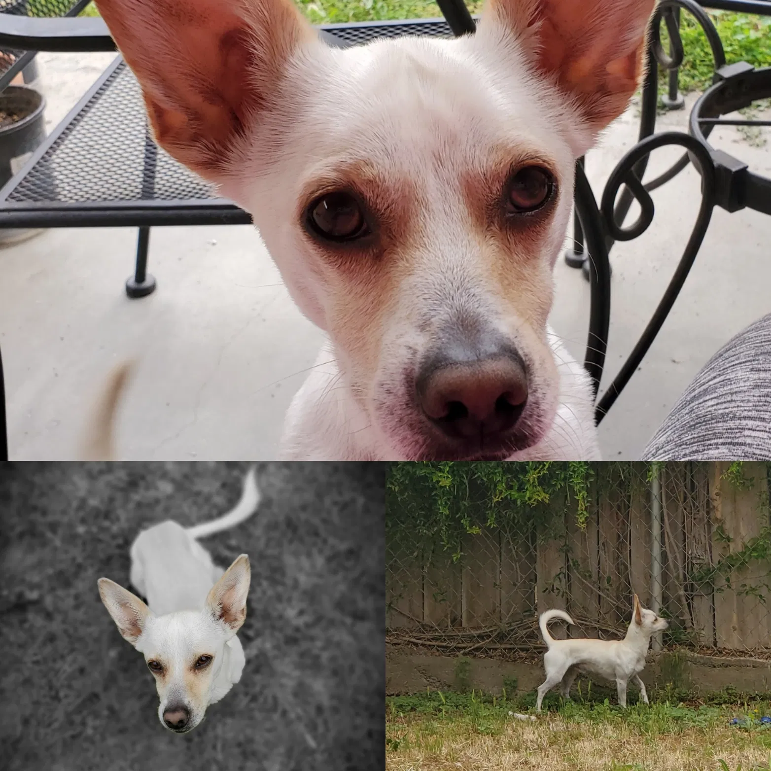 Lost dog in Fresno, CA, 93722