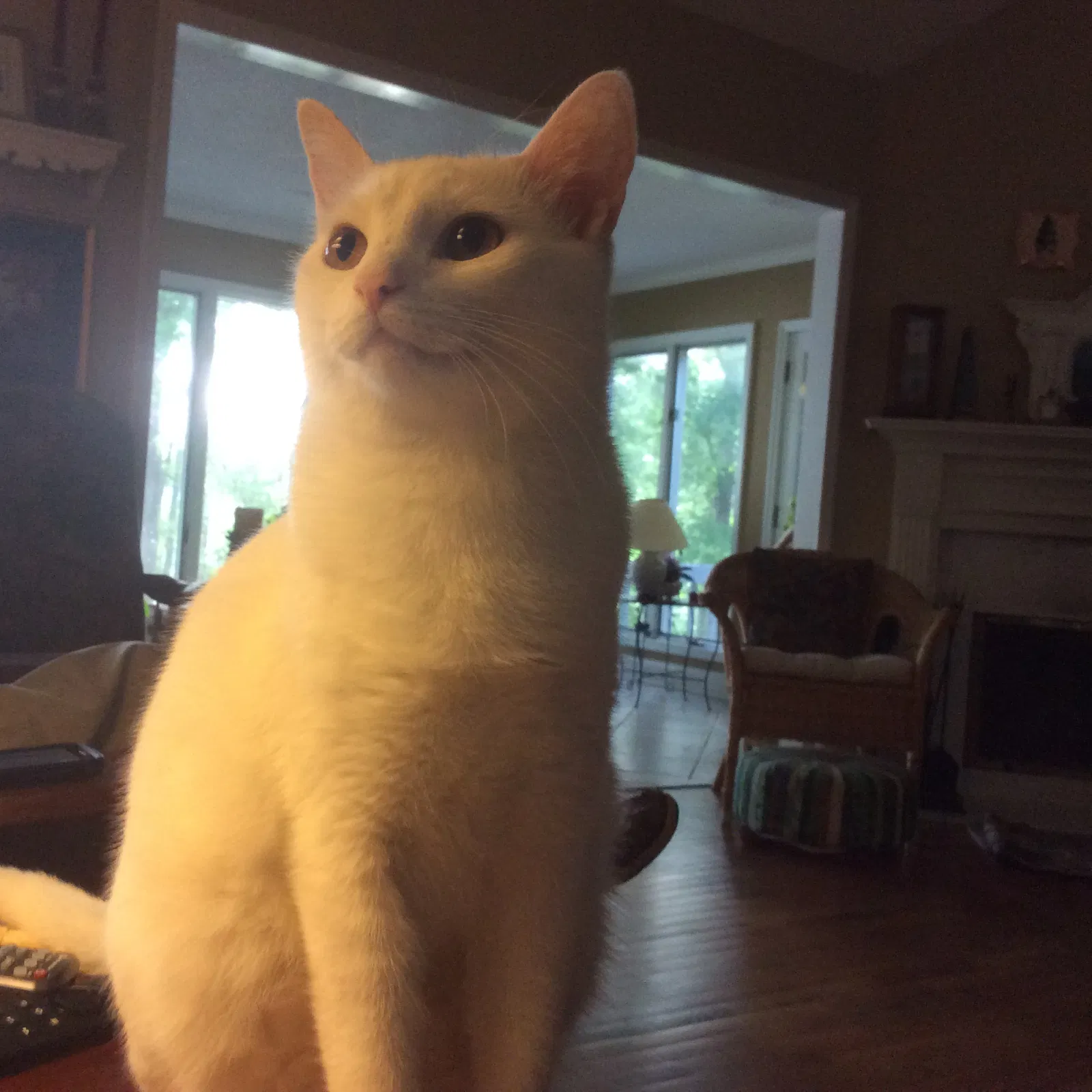 Lost cat in Peachtree City, GA, 30269