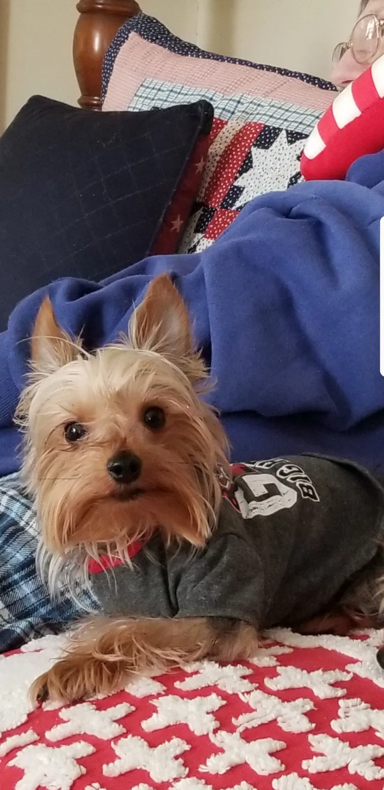 Lost cat in Peoria, IL, 61603