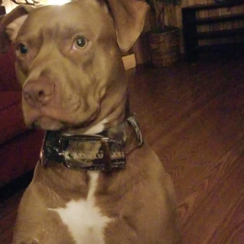 Lost dog in Waverly, TN, 37185