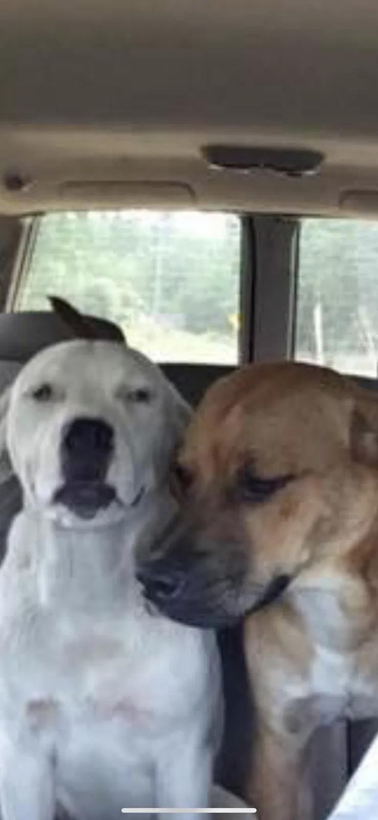 Lost dog in North, SC, 29112