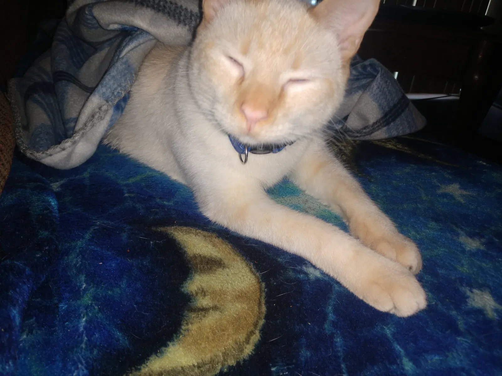 Lost cat in Denver, CO, 80231
