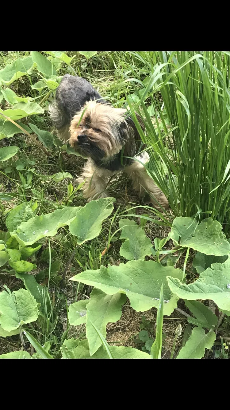 Lost dog in Detroit, MI, 48235