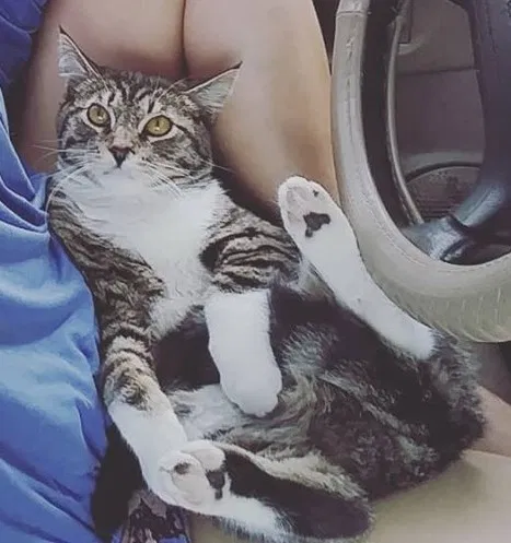 Lost cat in Palo Alto, CA, 94301