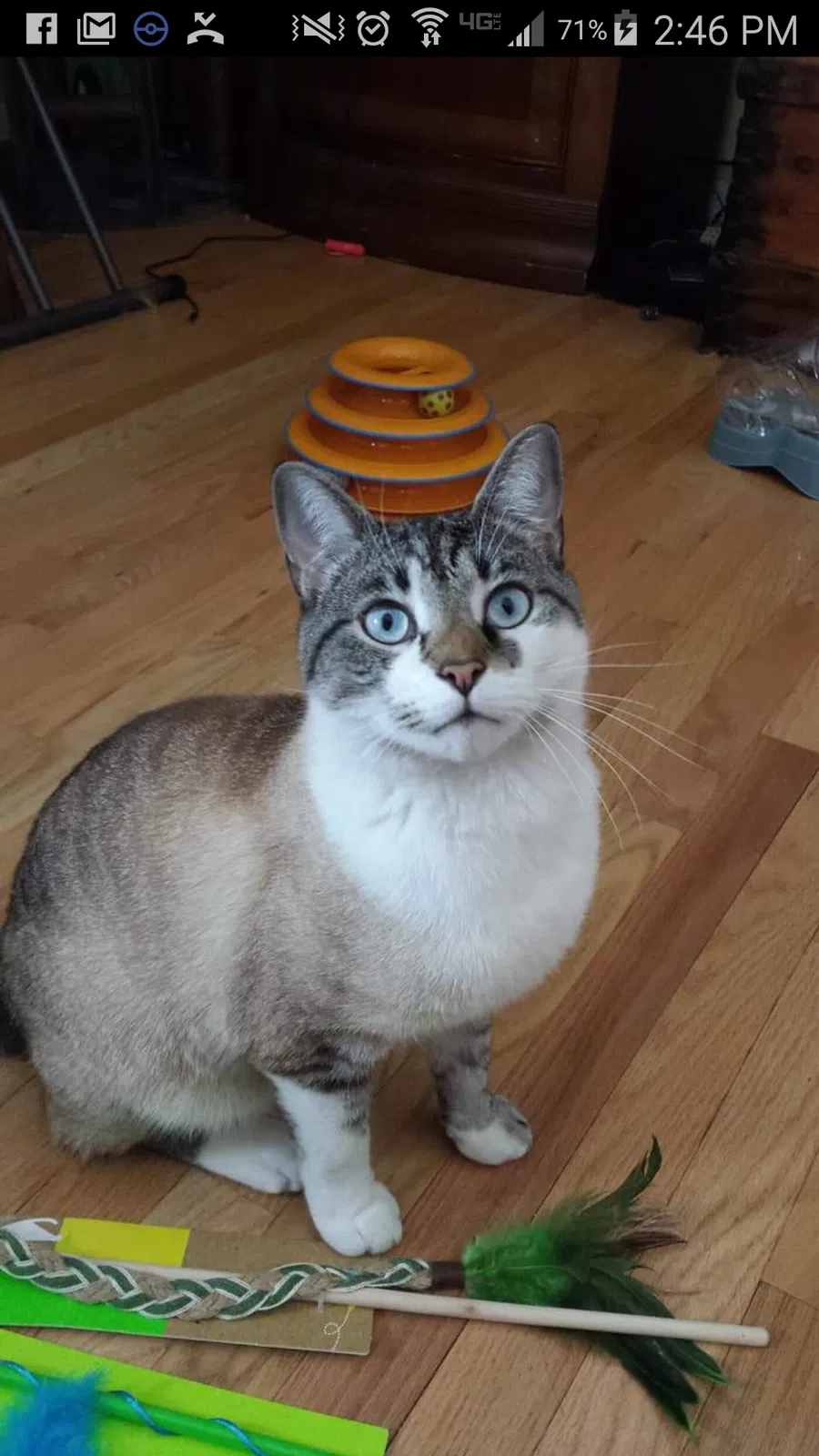 Lost cat in Hanover, PA, 17331