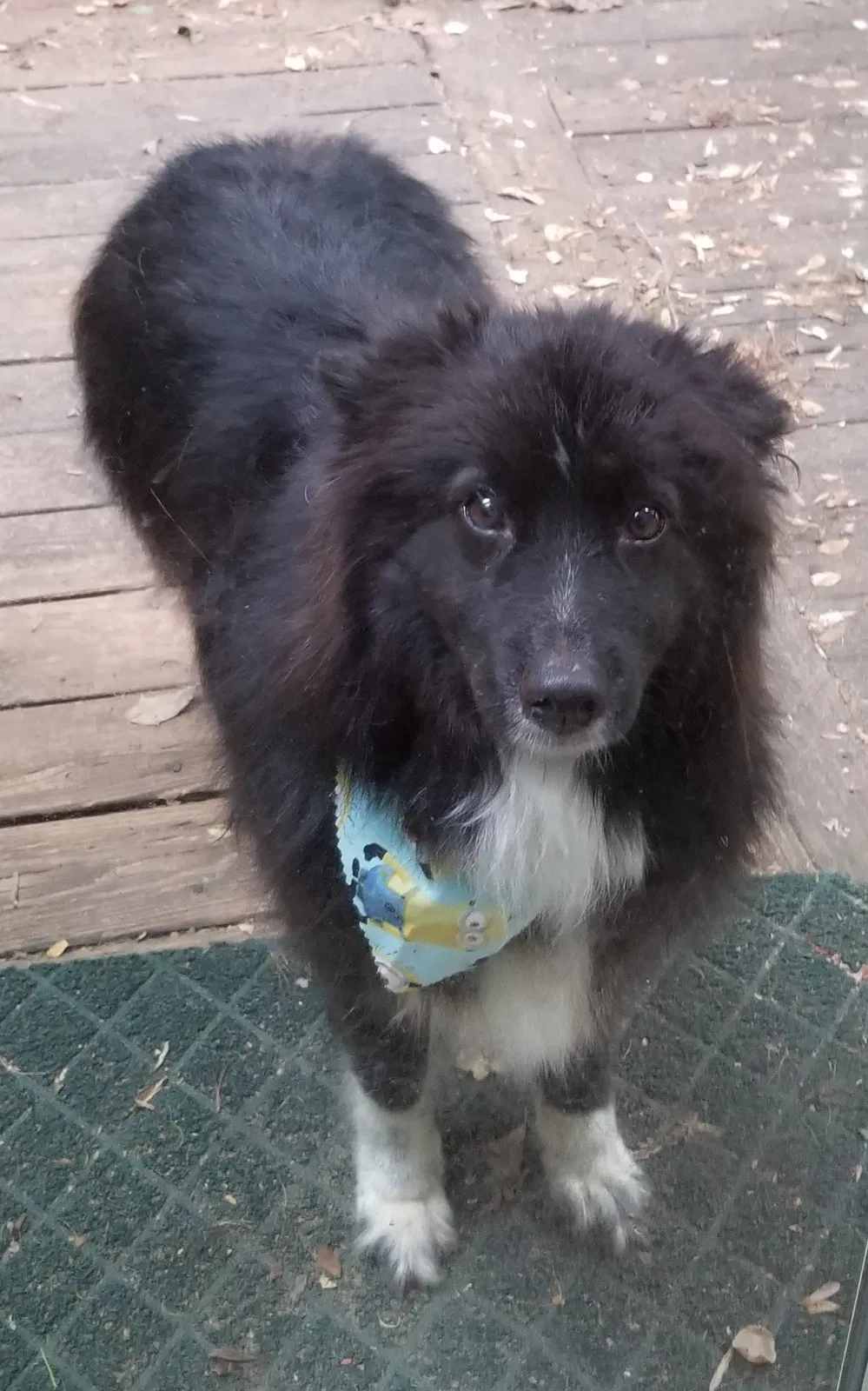 Lost dog in Travelers Rest, SC, 29690