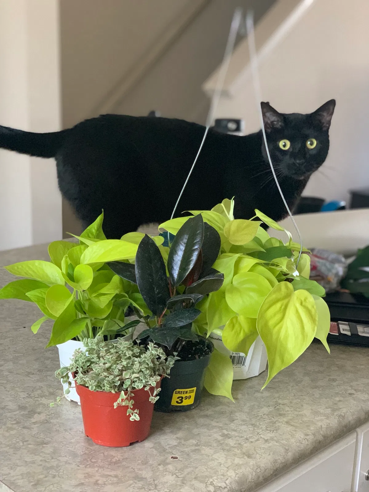 Lost cat in Oxnard, CA, 93030