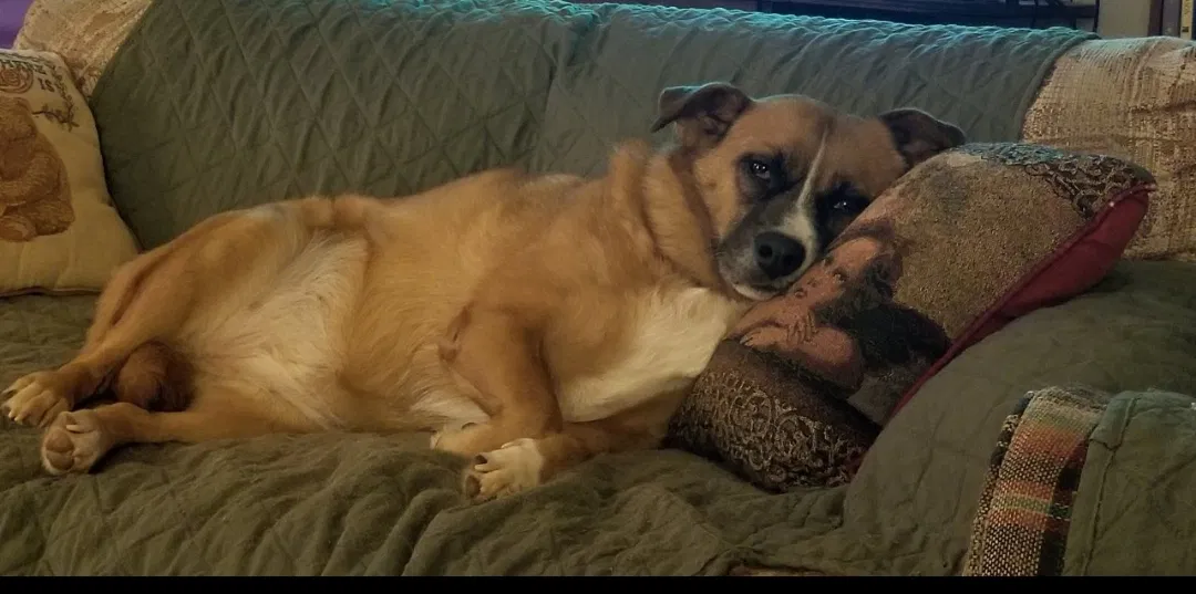 Lost dog in Travelers Rest, SC, 29690