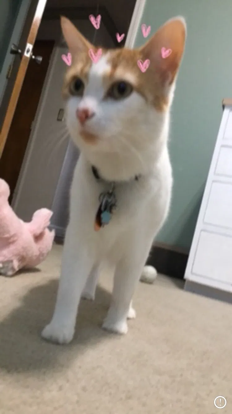 Lost cat in Clemmons, NC, 27012