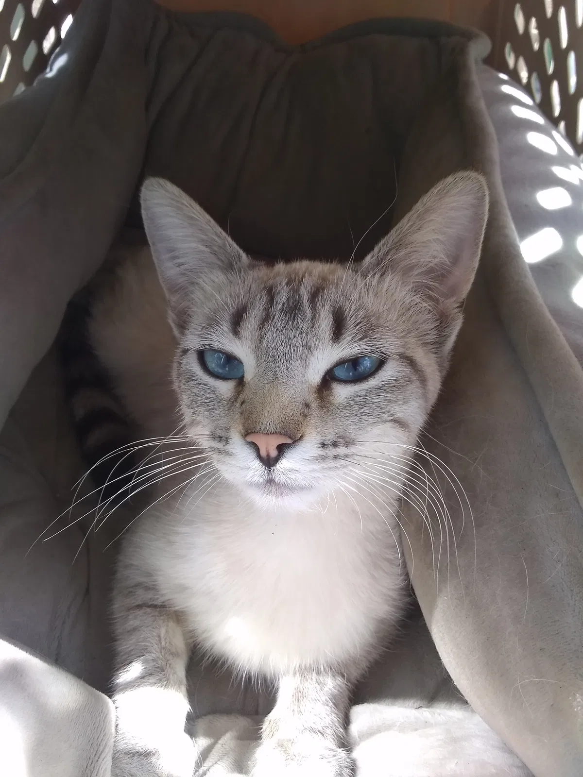 Lost cat in Los Angeles, CA, 90044