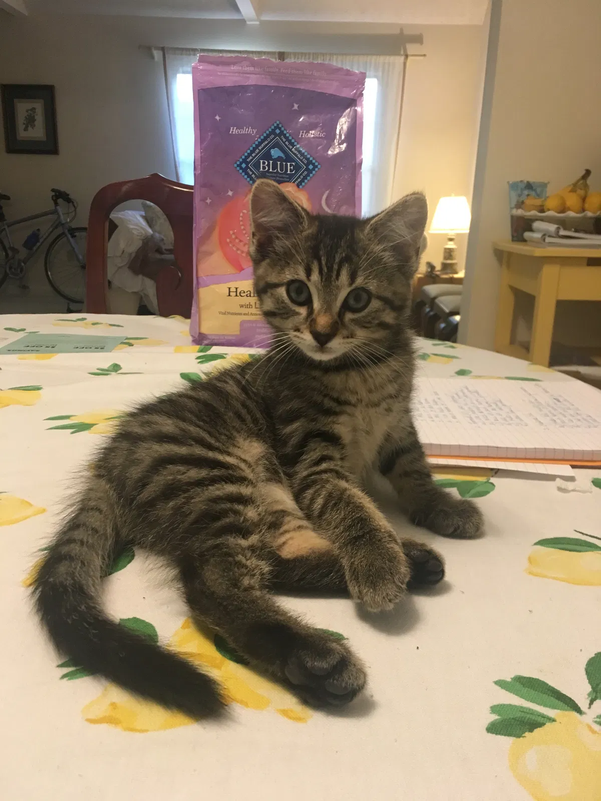 Lost cat in Williamsburg, VA, 23185