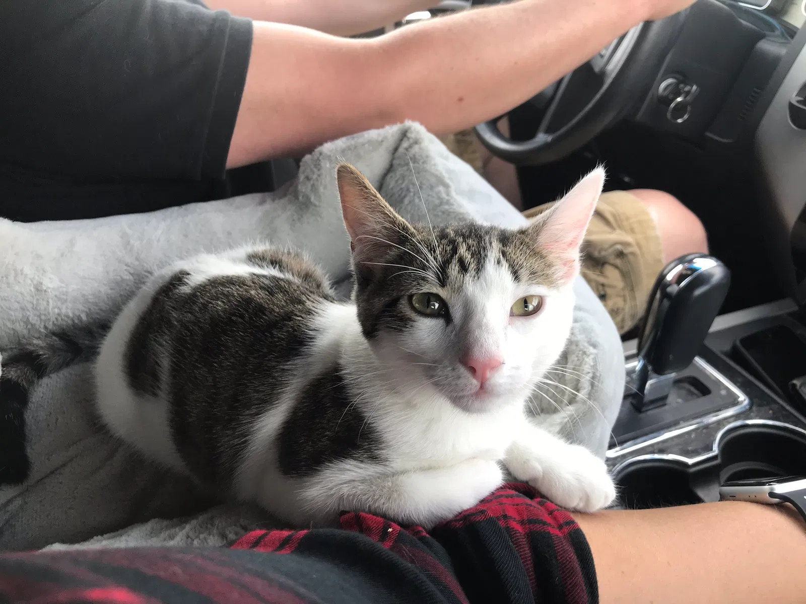 Lost cat in Odessa, TX, 79762