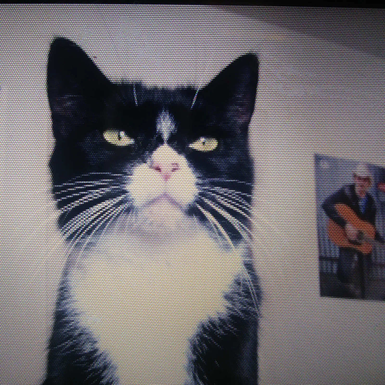 Lost cat in Chesapeake, VA, 23324