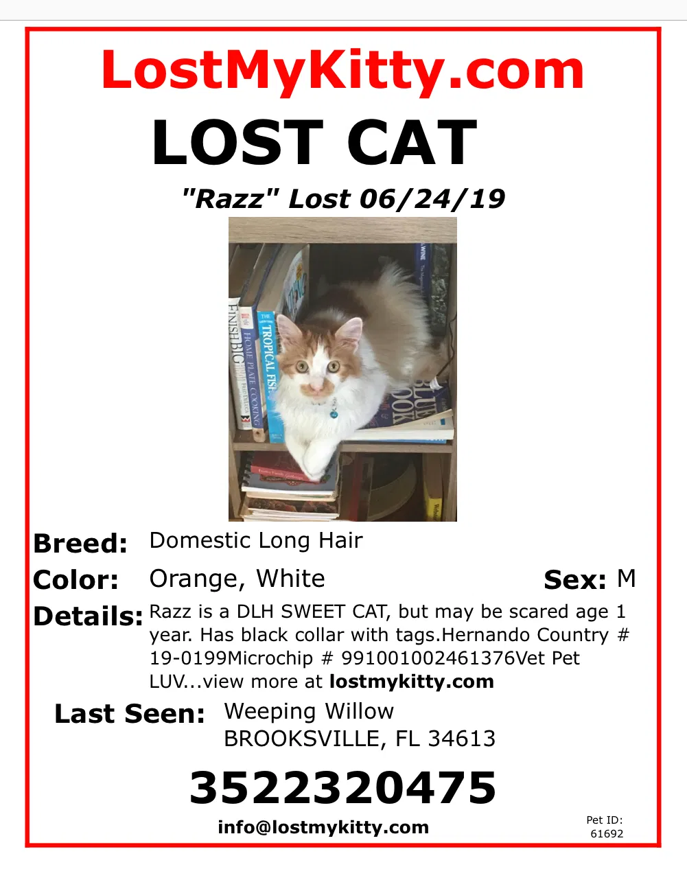 Lost cat in Brooksville, FL, 34613