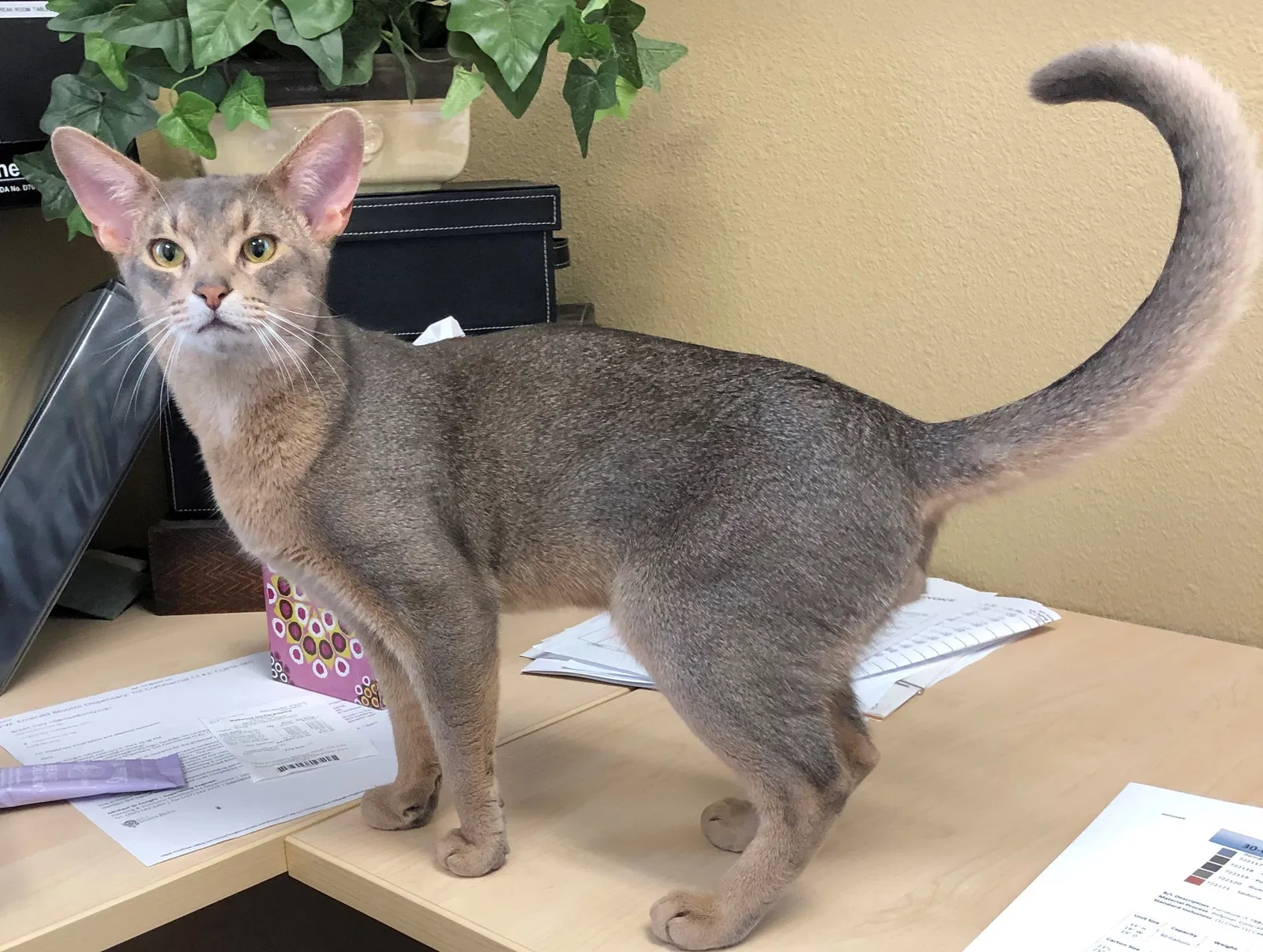 Lost cat in Santa Rosa, CA, 95401