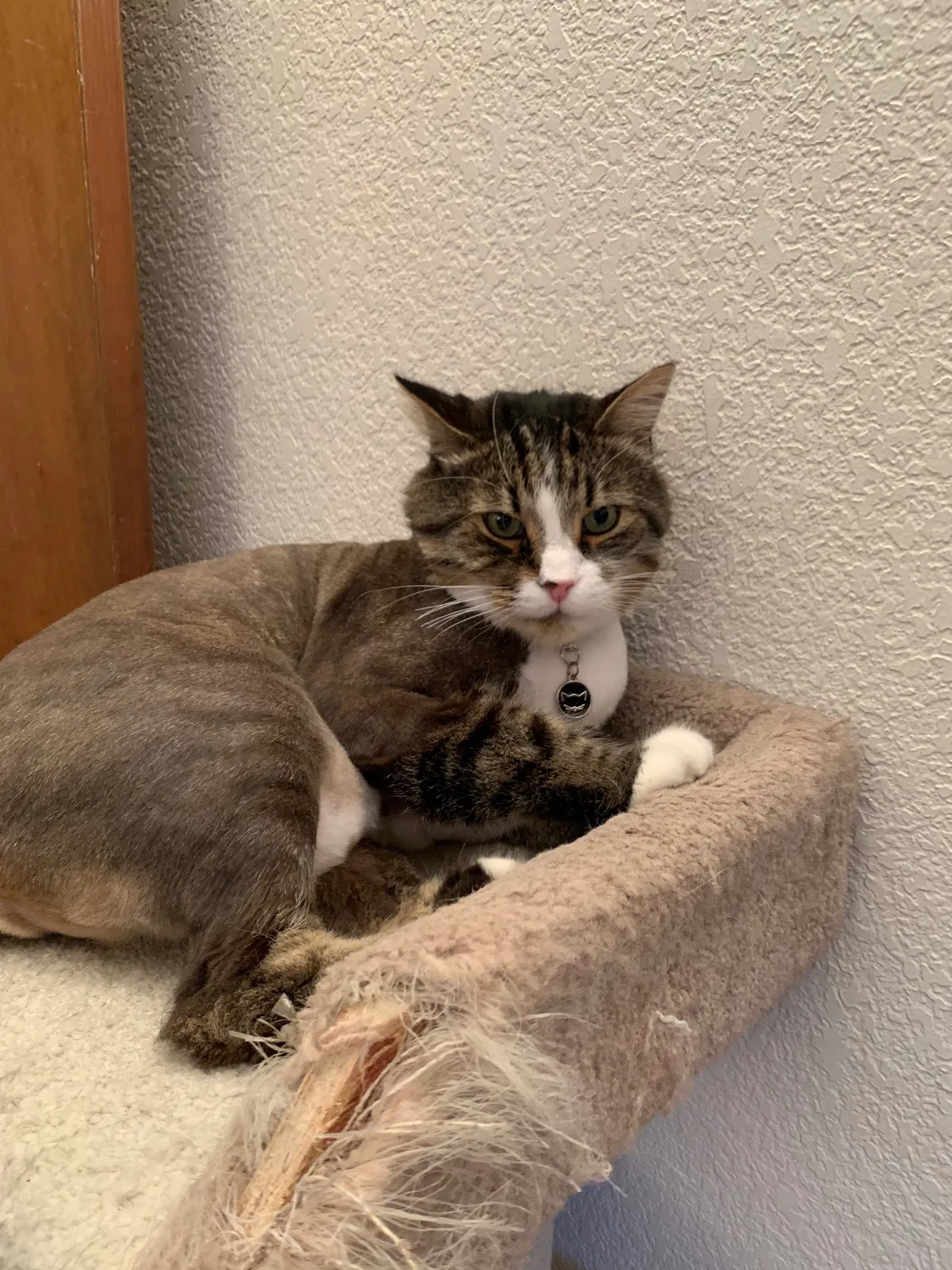 Lost cat in Santa Rosa, CA, 95401