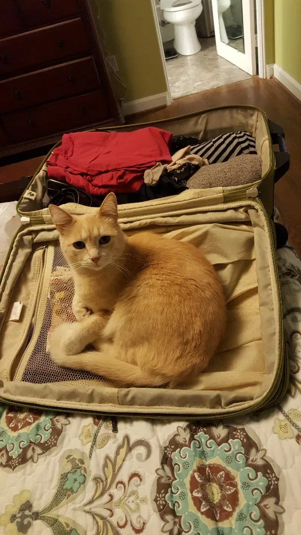 Lost cat in Asheville, NC, 28804