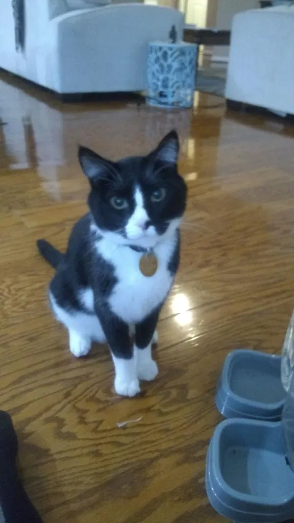 Lost cat in Bradenton, FL, 34202
