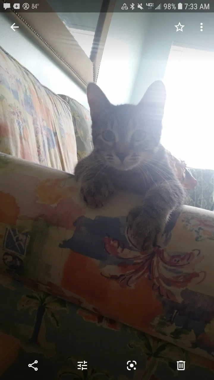 Lost cat in Unknown, FL, 388034