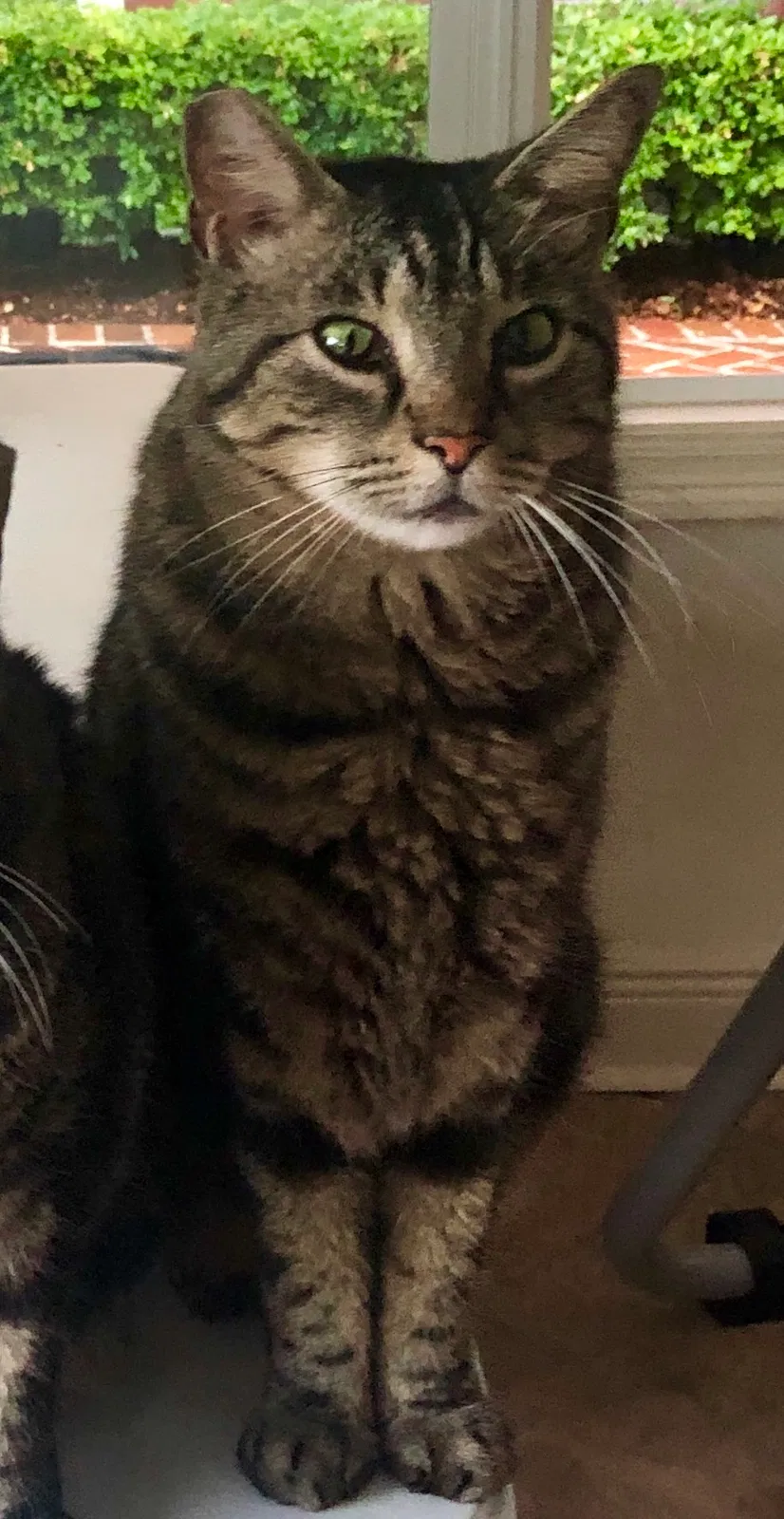 Lost cat in New Orleans, LA, 70123