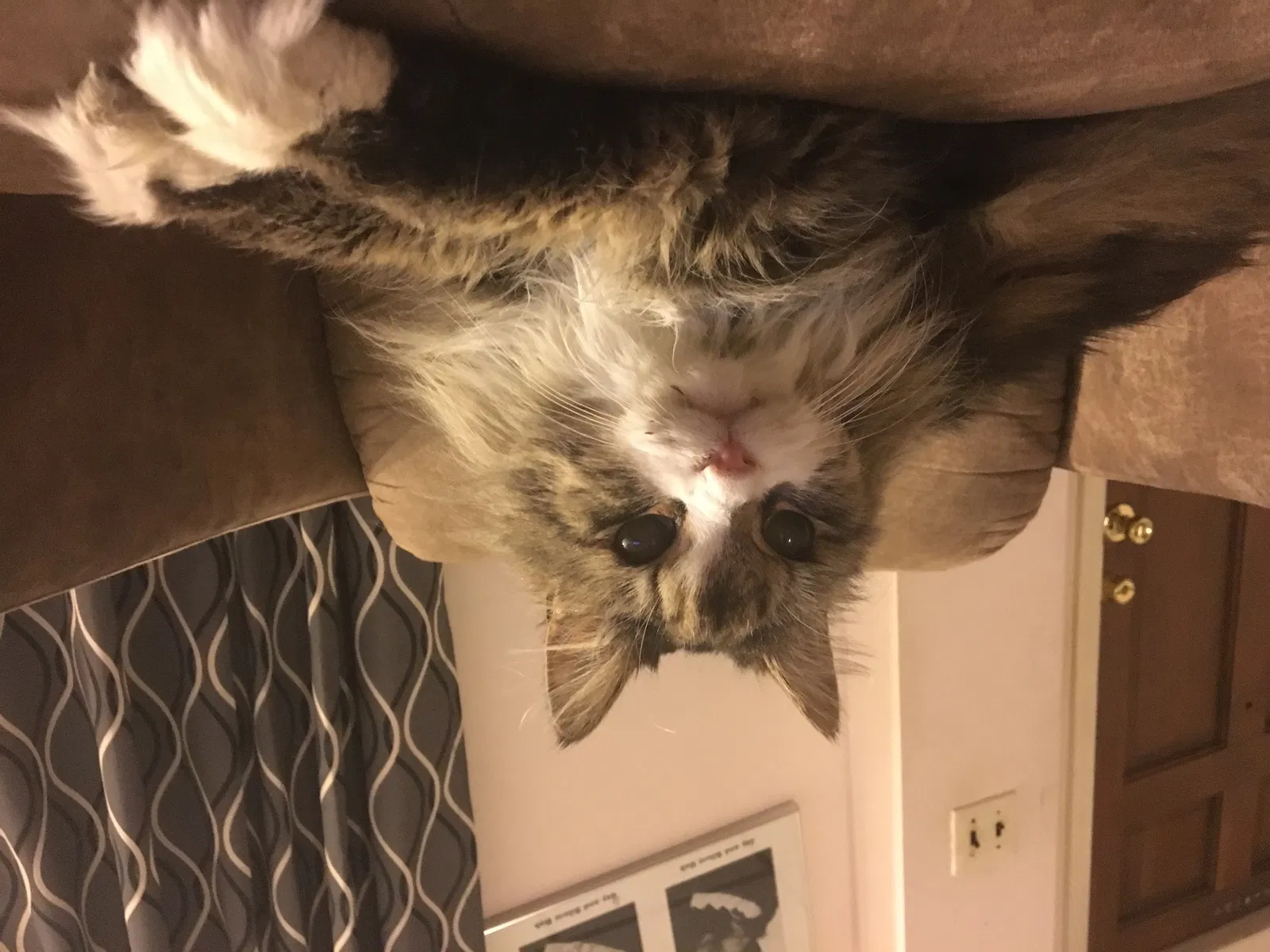 Lost cat in Allentown, PA, 18103