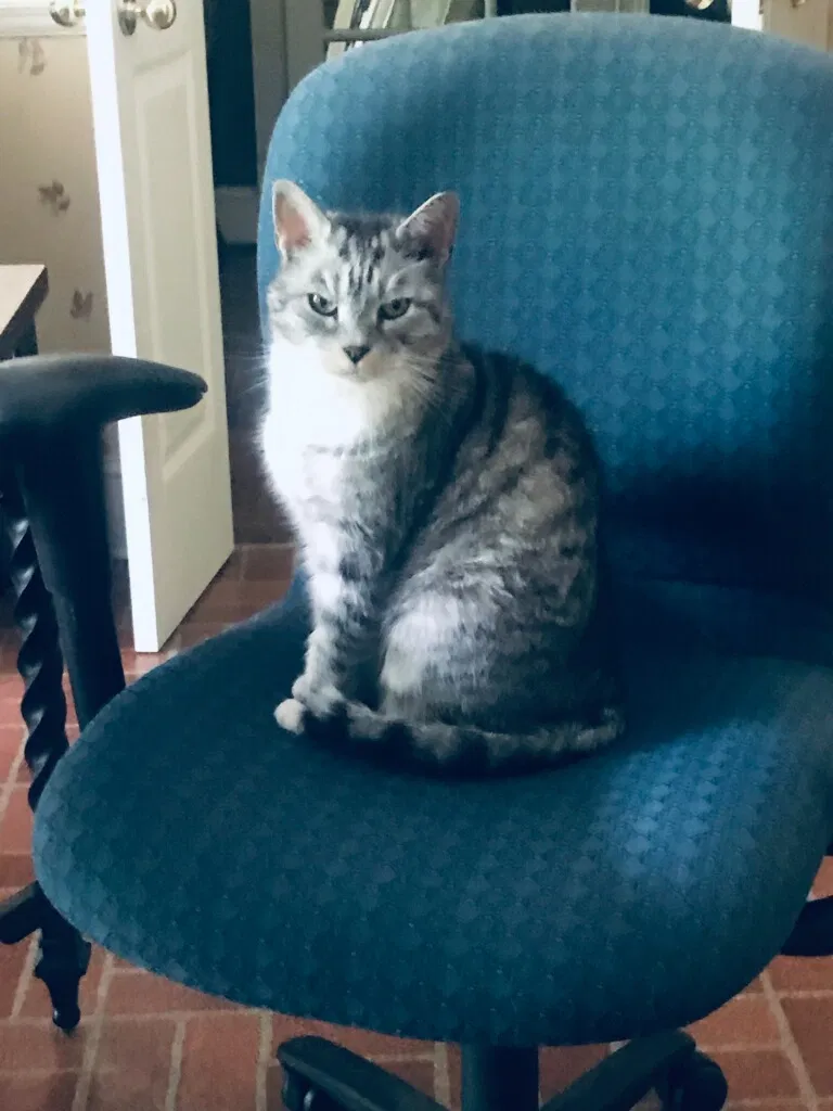 Lost cat in Cumming, GA, 30028