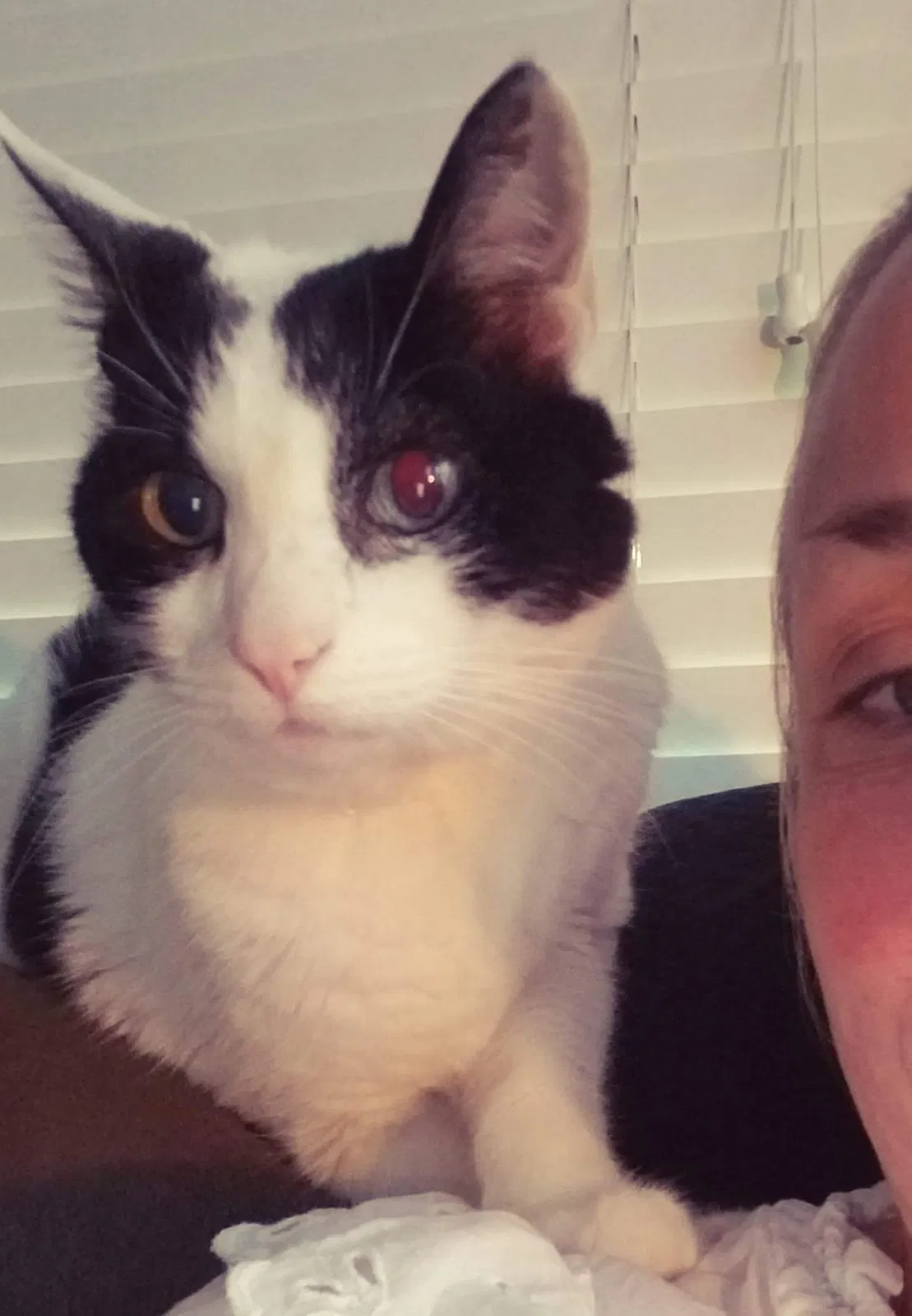 Lost cat in Chattanooga, TN, 37405