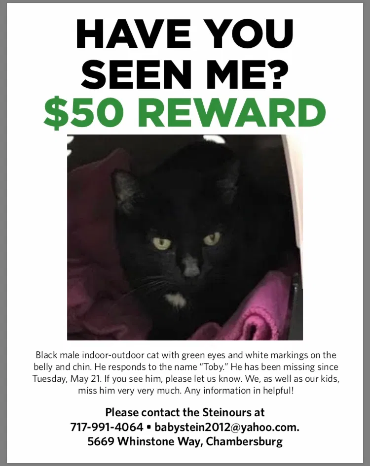 Lost cat in Chambersburg, PA, 17202