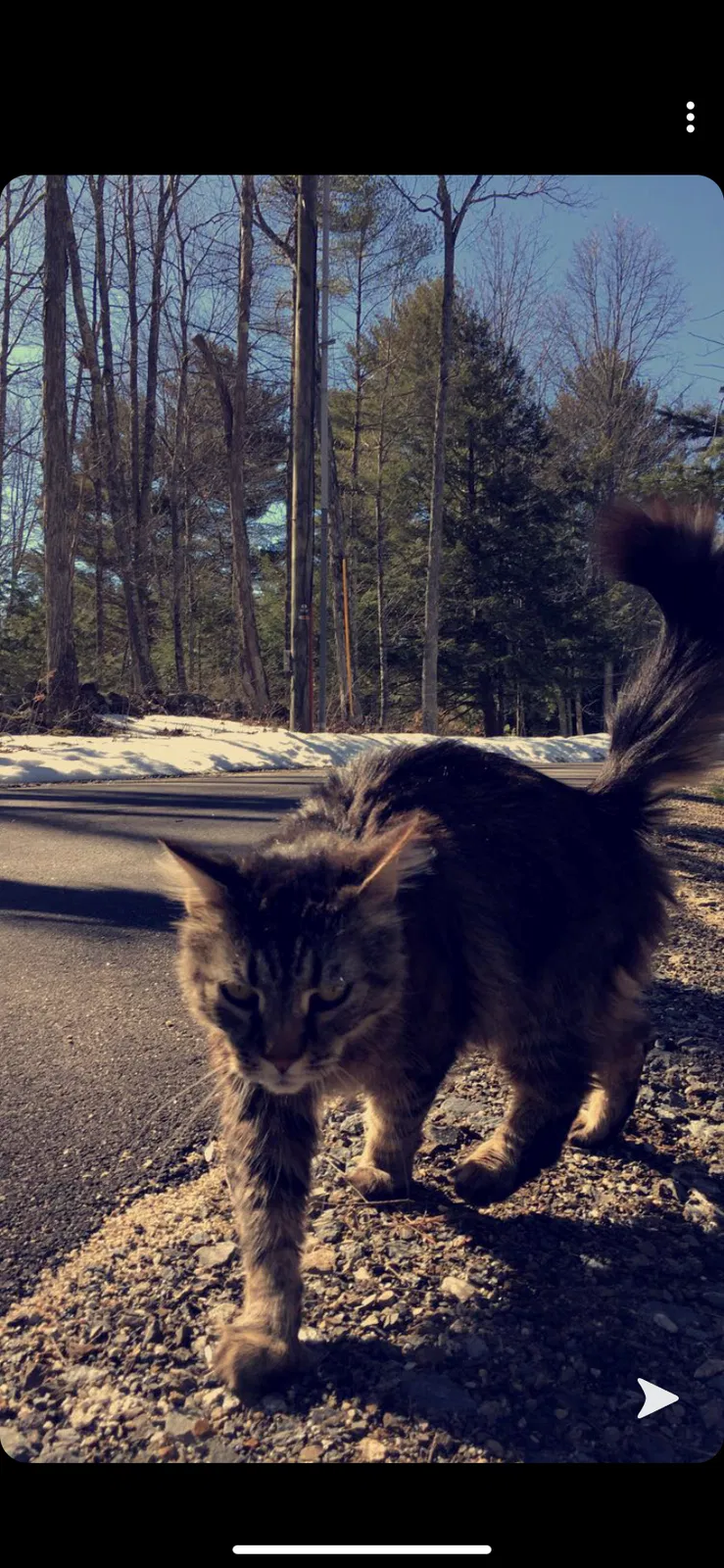 Lost cat in Lee, NH, 3861