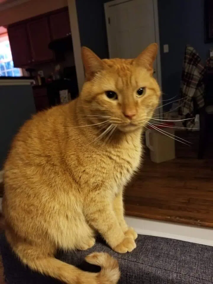 Lost cat in Greenville, NC, 27858