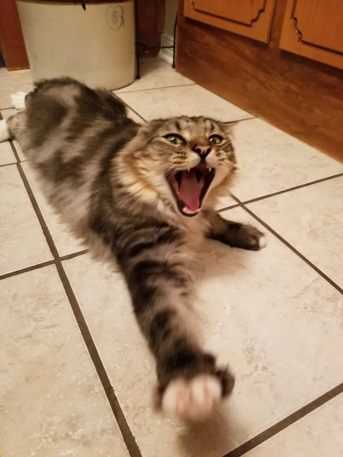 Lost cat in Cantonment, FL, 32533